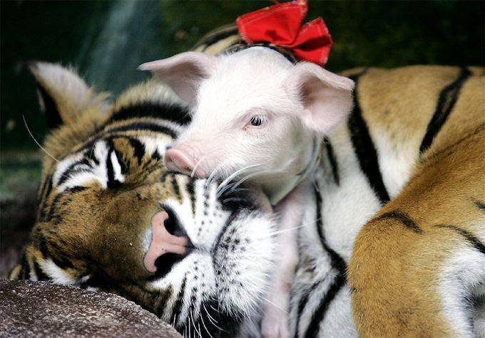 [sweetpiggy.bmp]
