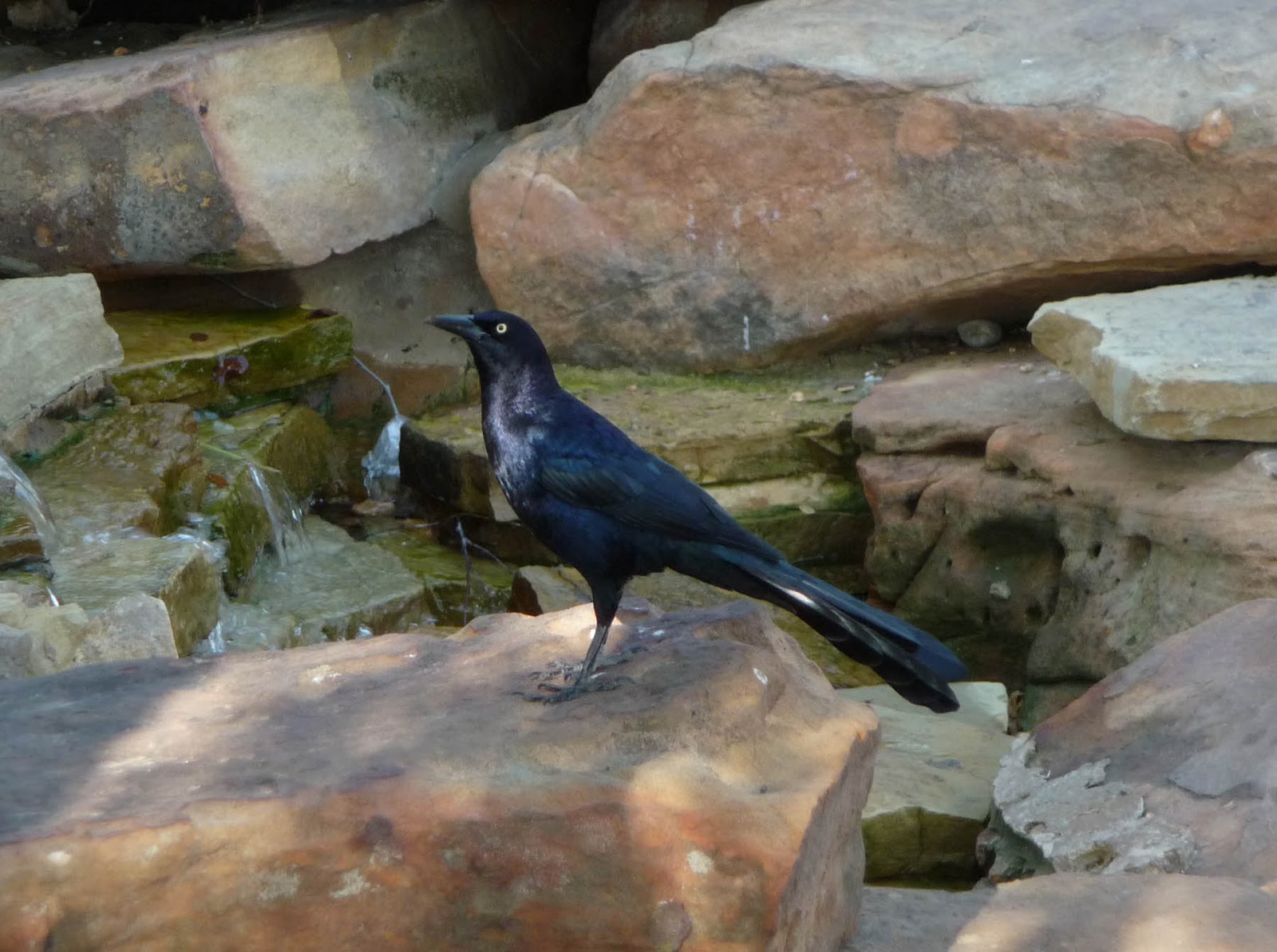 Hipster Birders The Grackle of Redemption