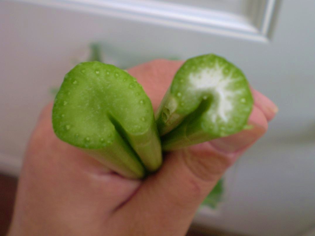 Green Jean celery