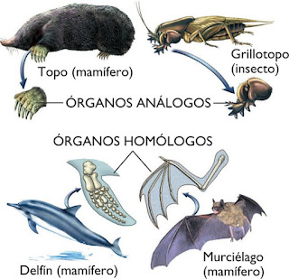 Por qué la Evolución no es "sólo una teoría"
