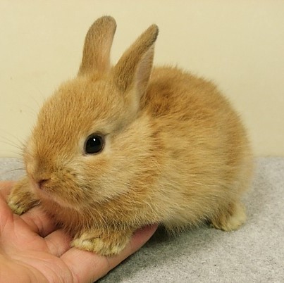 Bunny Rabbits Images