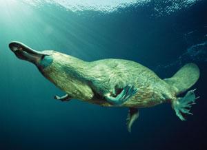 platypus stinger platypus stinger