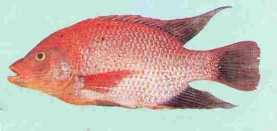 Fish Information (INDONESIA): Ikan Mujair