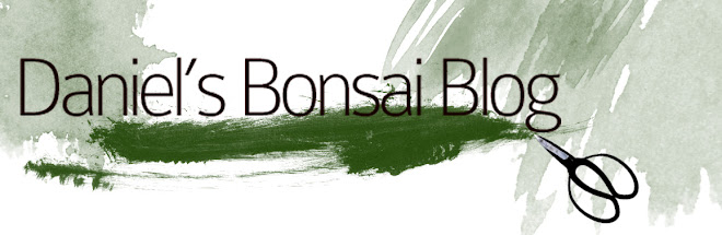 Daniel's Bonsai Blog