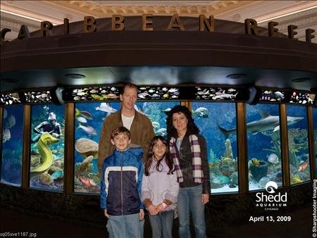Chicago Shedd's Aquarium
