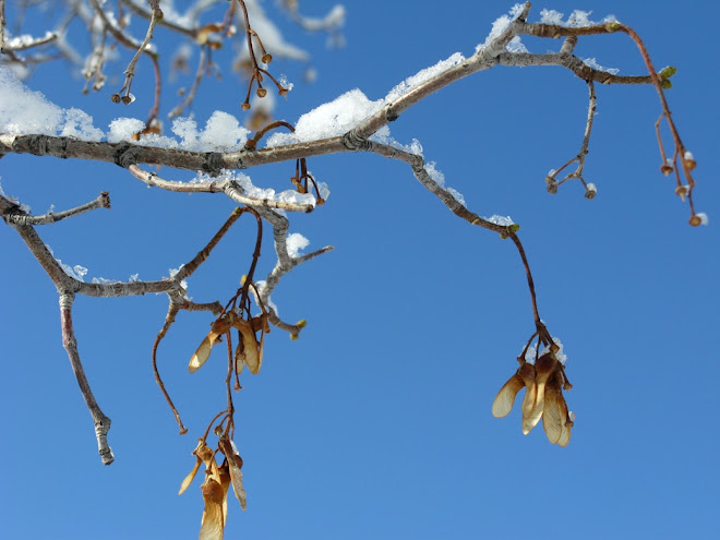Maple Winter