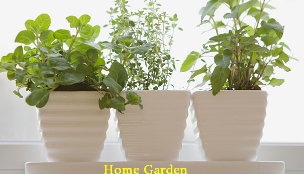 Home Garden Design,Home Garden