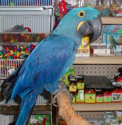 [Hyacinth+macaw+parrot.jpg]