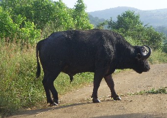 [buffalo.JPG]