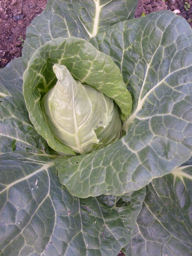 [springcabbage.jpg]