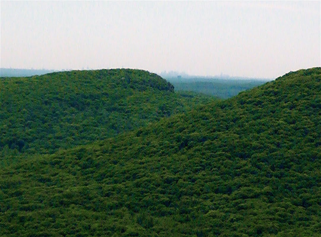 Trees Skyline