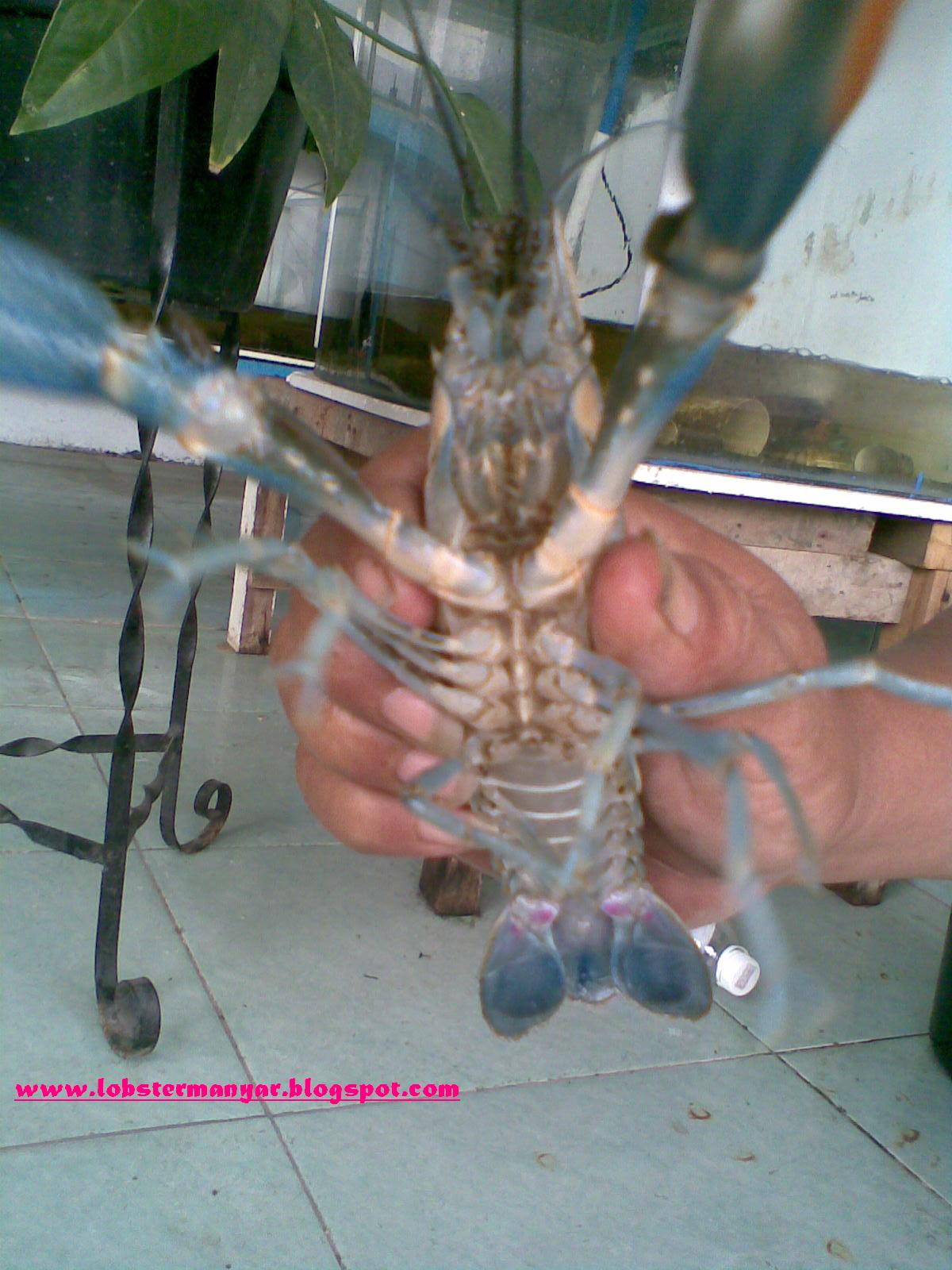 [udang+lobster+manyar+(8]
