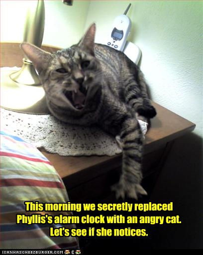 [funny-pictures-your-alarm-is-a-cat.jpg]
