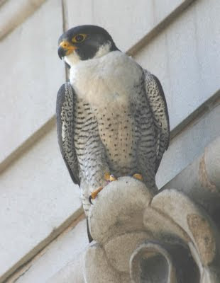 columbus peregrine falcon update cleveland s loss hits columbus peregrine falcon update cleveland s loss hits