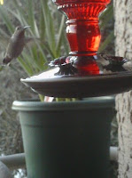 Hummingbird