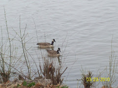 Ducks on the river