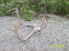 A caribou antler