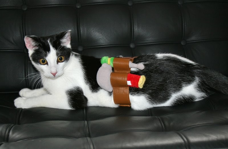 Daisy the Curly Cat Toolbelt Harley