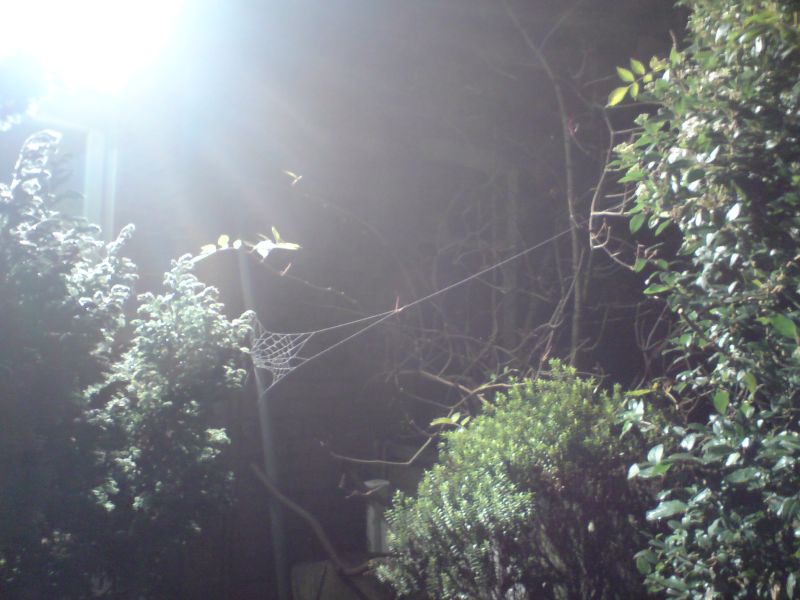 [cobweb.jpg]