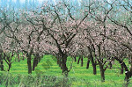 Cherry Orchard In Bloom