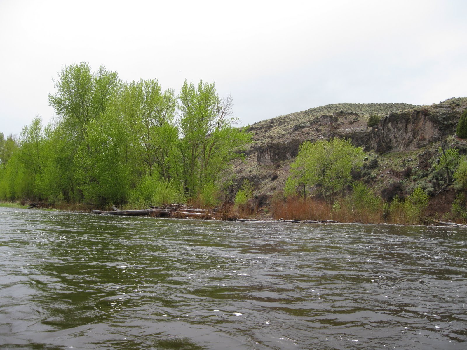 Paul Vang Cottonwood Trees blessing and nuisance