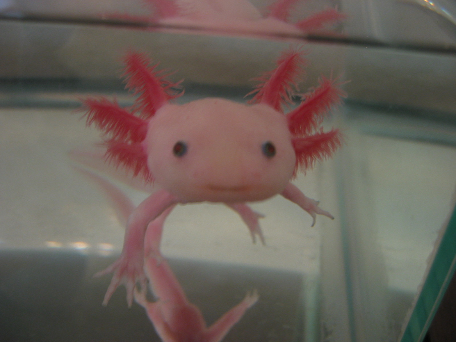 Axolotls are used extensively