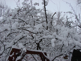 Our Tree in Winter