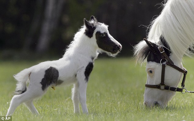 ARABIAN HORSE: Curious Facts