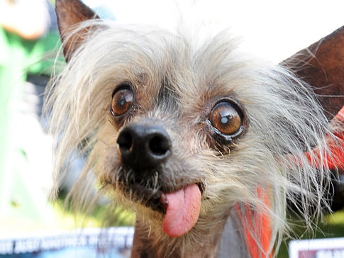 What Is The Name Of Ellies Dog What Is The Name Of Ellies Dog