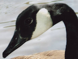 Canadian Goose