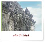 [Tara-2+t.jpg]