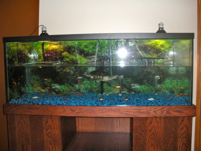 AQUARIUM ILLUSIONS Having Fun with Fish Trevor the Turtle in his new