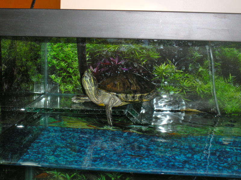 Turtle Ramp