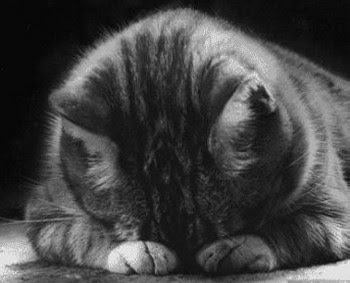 [Image: crying+cat.jpg]