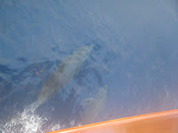 Dolphin in the bow wave