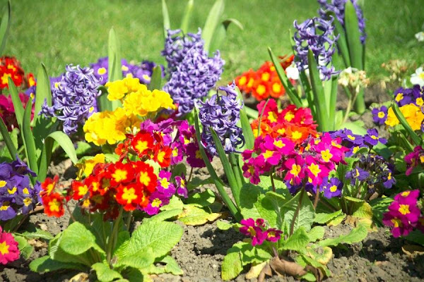 Flores