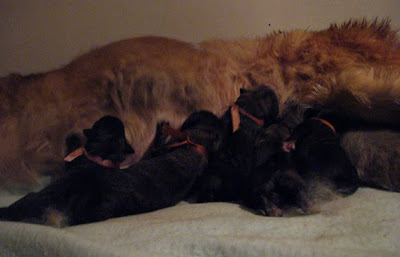 Chiots Leonberg Brumaire des Neiges de Chantelouve