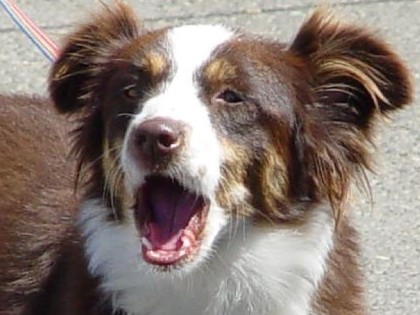 Excessive Dog Barking Excessive Dog Barking