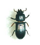 Bessie Bug