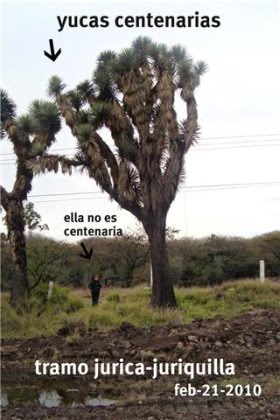 YUCAS CENTENARIAS EN QUERETARO