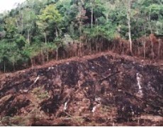 DEFORESTACION EN MEXICO