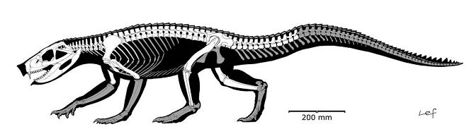 [fiorilli+notosuchus+new+skeleton.JPG]