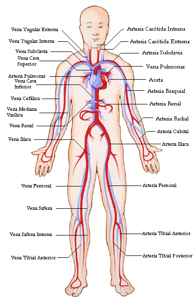 Sistema Humano