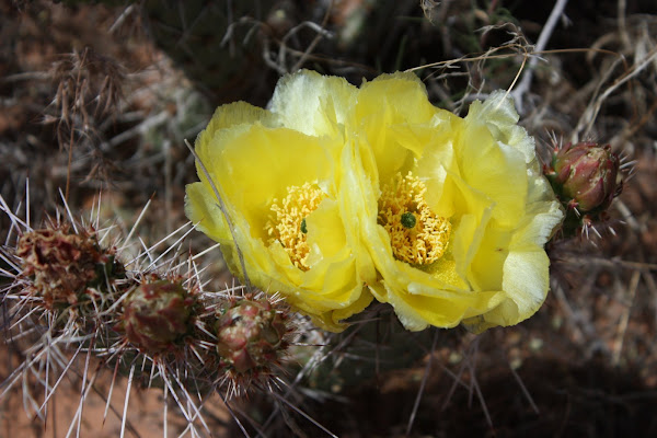 Prickly pair flowers