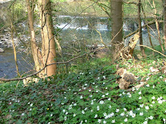The weir from Grove Wood