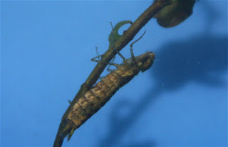 Dragonfly+larvae+food+chain