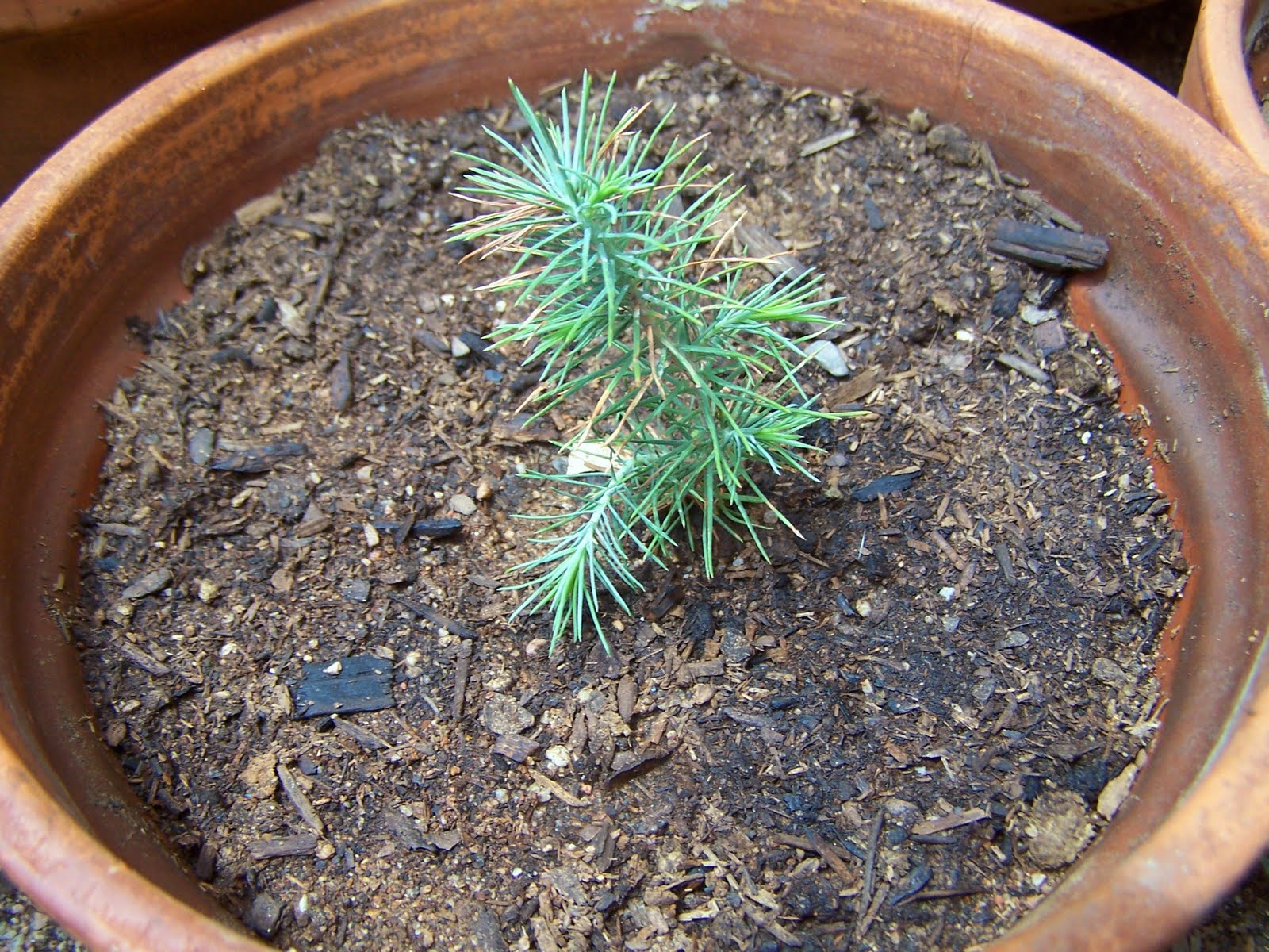 Cecile's Country Garden and More... Baby Pine Tree