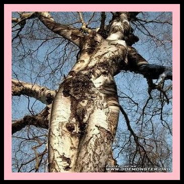 Caprichos de la naturaleza 3 Arbol+con+forma+de+mujer,ramas,curiosidades,caprichos+de+la+naturaleza