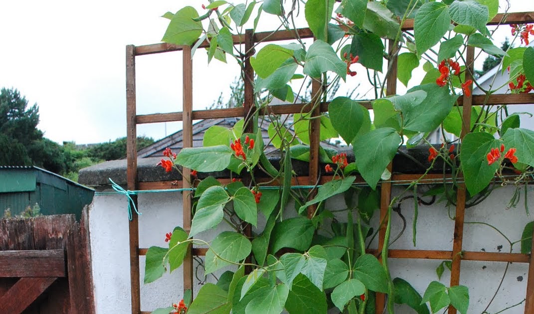The Hungry Rambler that's why they are called runner beans...