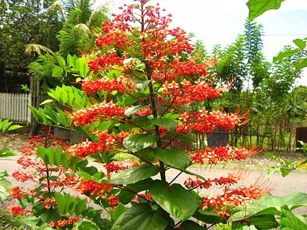 Pagoda flower can be